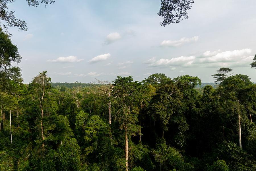 Kakum National Park rainforest